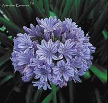 Load image into Gallery viewer, Blue Agapanthus Flower Remedy