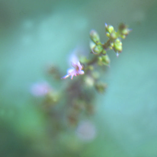 Anis Flower Essence