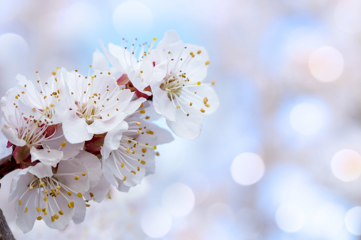 Apricot Blossom Flower Essence