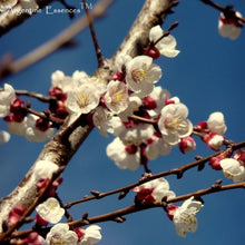 Load image into Gallery viewer, Apricot Flower Remedy