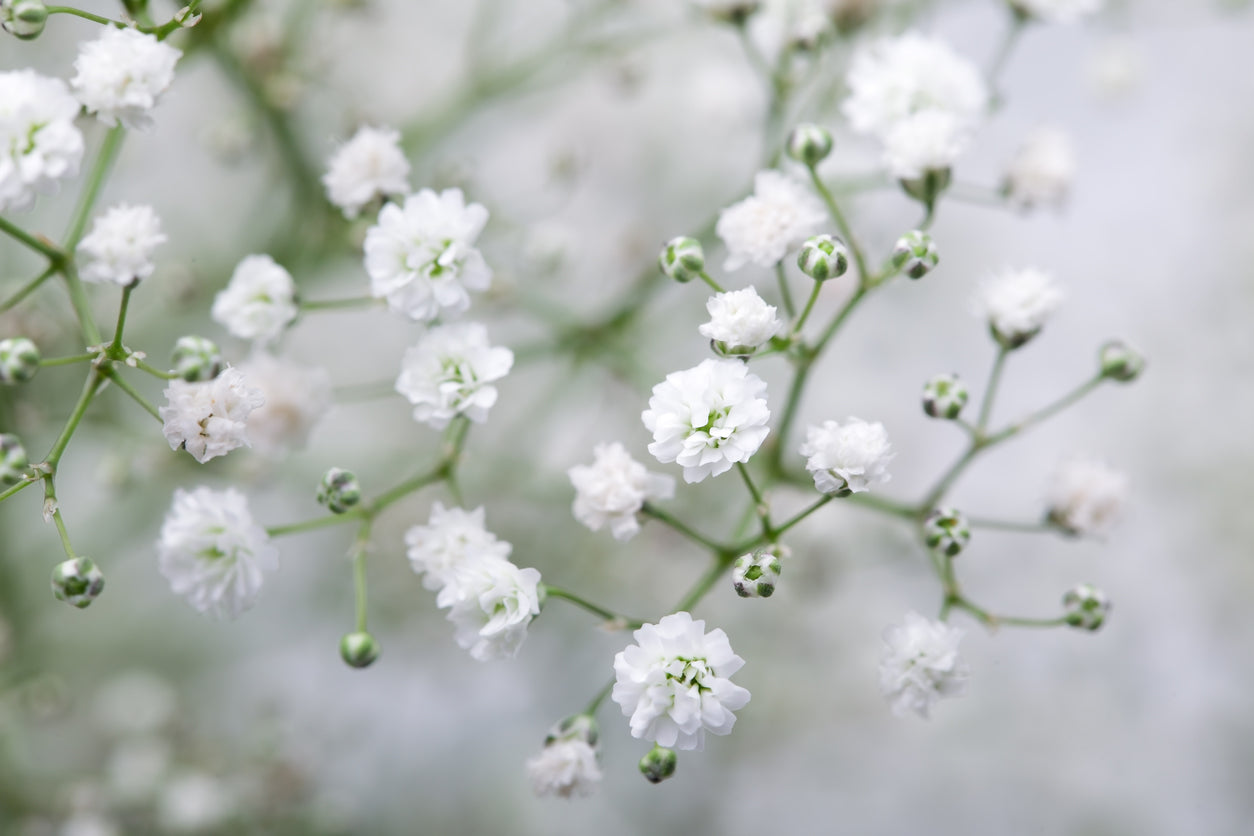 Gypsophila Flower Essence