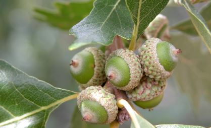 Baby Acorn Flower Remedy
