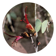 Load image into Gallery viewer, Bauhinia - Flower Essence