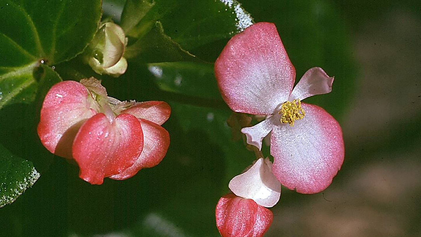 Begonia Flower Essence From Brazil