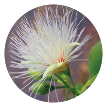 Load image into Gallery viewer, Billy Goat Plum - flower essence