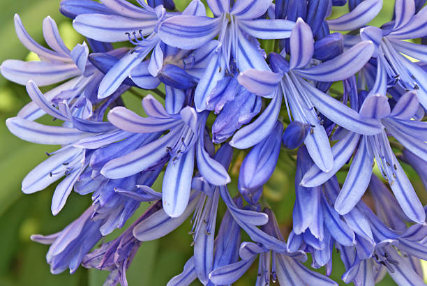 Blue Agapanthus Flower Remedy