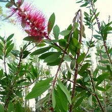 Load image into Gallery viewer, Bottlebrush After the Storm Remedy