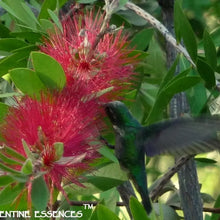 Load image into Gallery viewer, Bottlebrush After the Storm Remedy