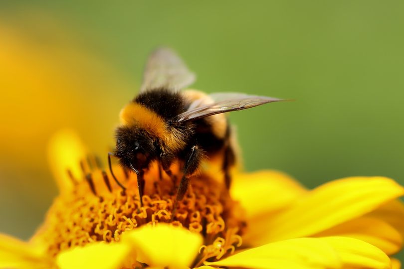 Bumble Bee Vibrational Healing Remedy| Argentine Essences
