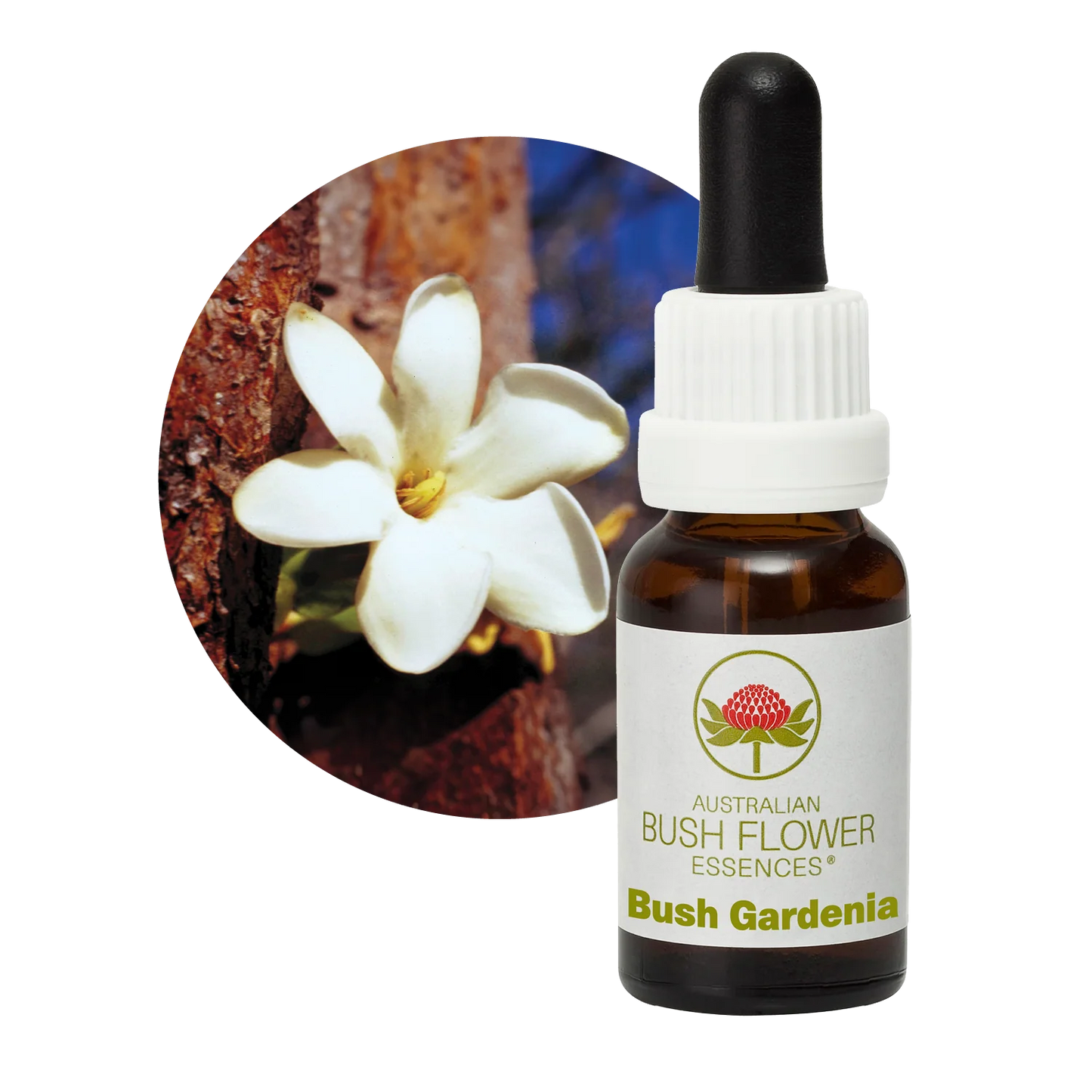 Bush Gardenia Flower Essence