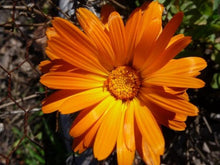 Load image into Gallery viewer, Calendula Flower Remedy