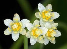 Load image into Gallery viewer, Camphor Flower Remedy