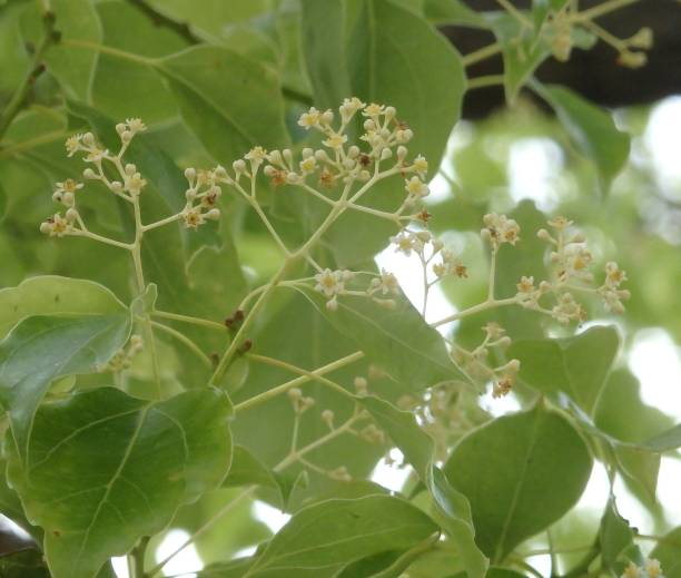 Camphor Flower Essence
