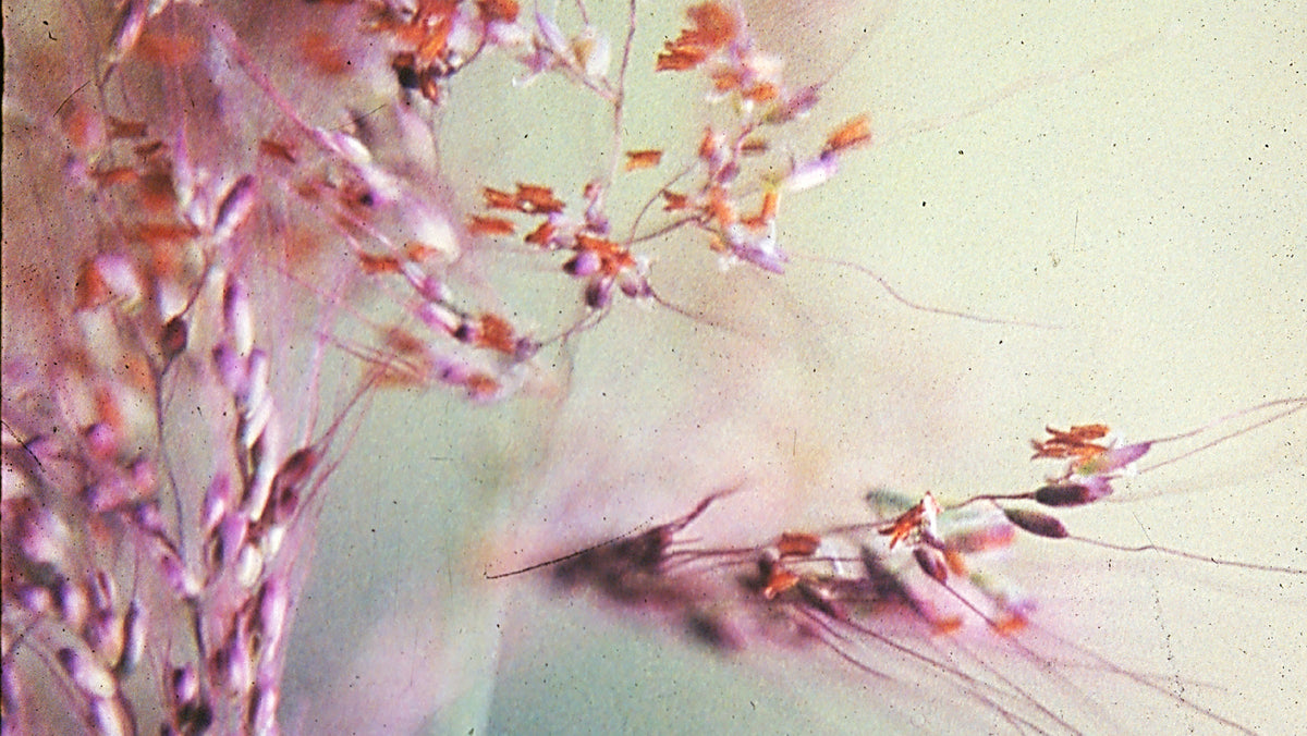 Capim Seda Silk Grass Flower Remedy