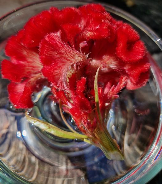 Brain Flower Flower Remedy