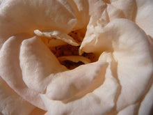 Load image into Gallery viewer, Champagne Rose Flower Remedy