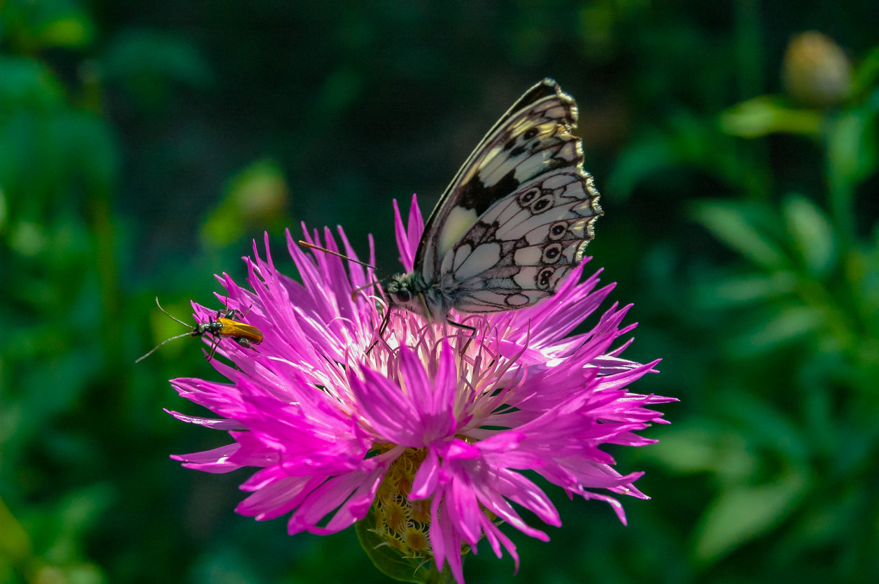 Checkered White Butterfly Vibrational Remedy