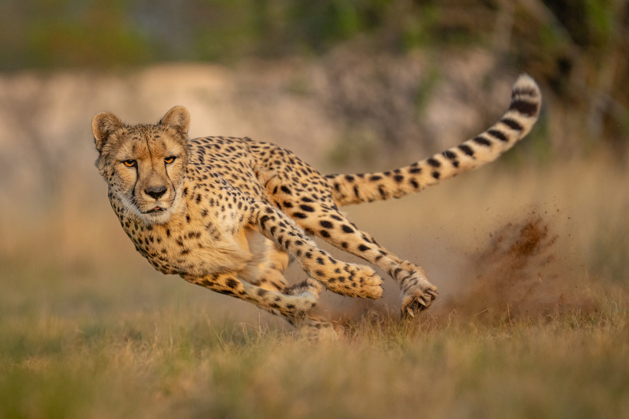 Cheetah Essence Vibrational Remedy