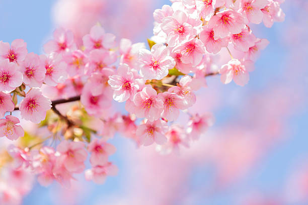Cherry Blossom Flower Remedy