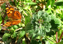 Load image into Gallery viewer, Chickweed Flower Remedy
