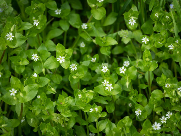 Chickweed Flower Essence