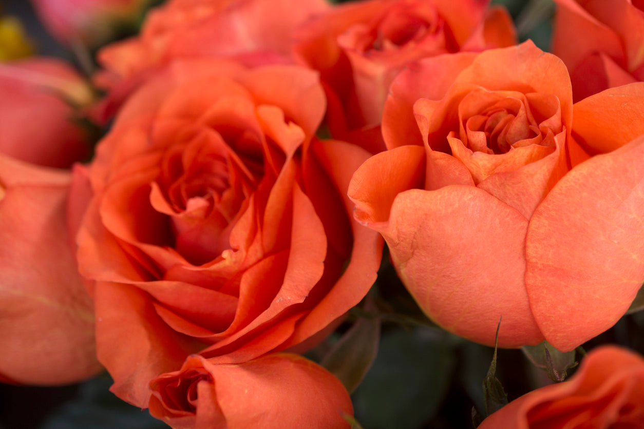 Coral Rose Flower Essence