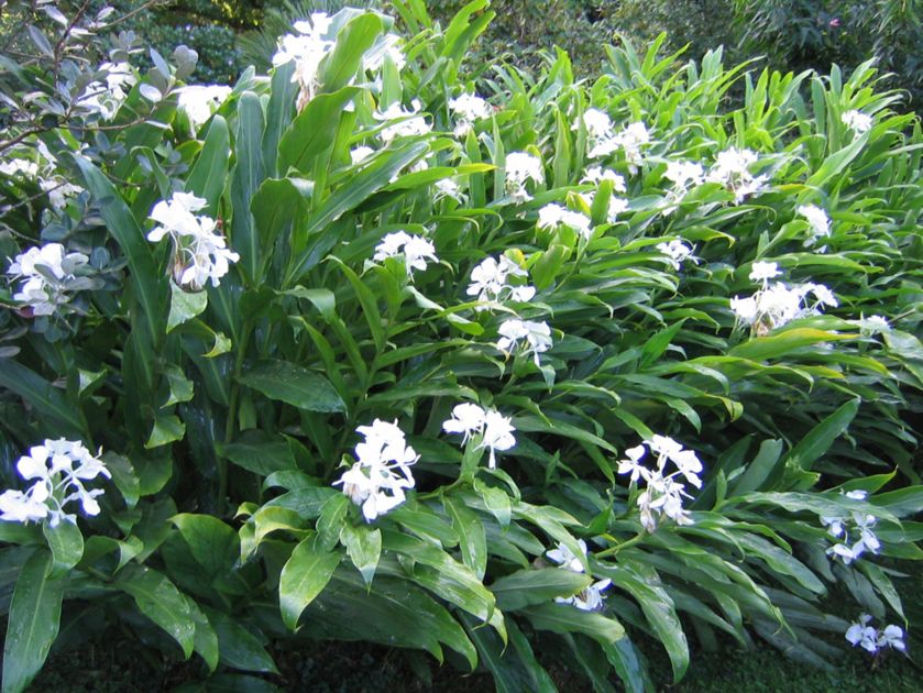 Coronarium Flower Remedy