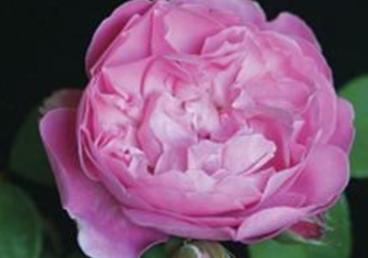 Country Marilou Antique Rose Remedy
