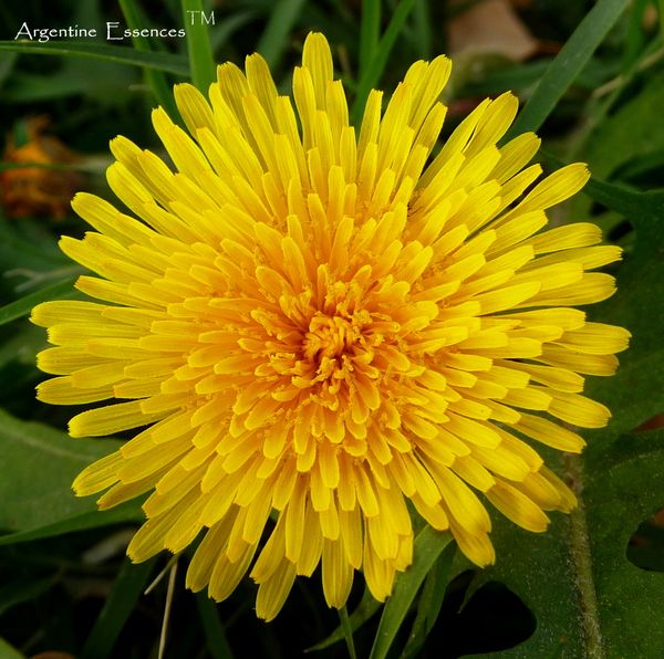 Dandelion Flower Remedy