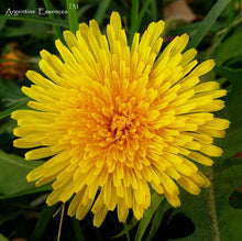 Load image into Gallery viewer, Dandelion Flower Remedy