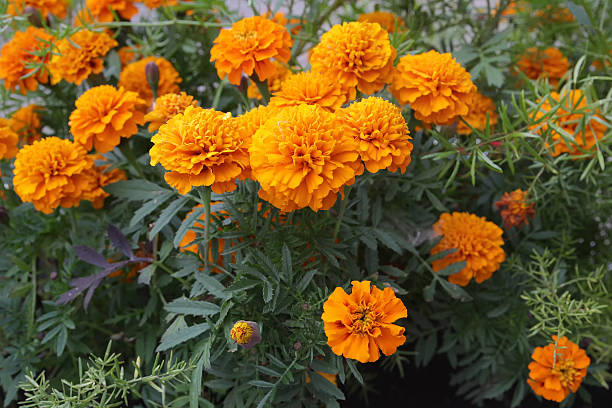 Calendula Flower Essence