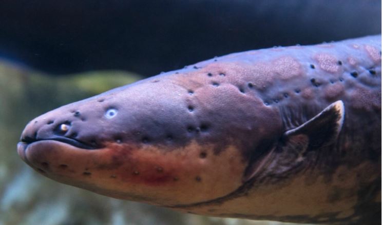 Wild Earth Animal Essences | Electrical Essence - Electric Eel