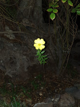 Load image into Gallery viewer, Evening Primrose Remedy