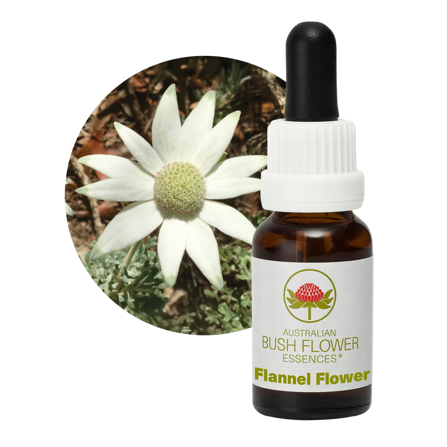 Flannel Flower Flower Essence