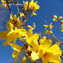 Load image into Gallery viewer, Forsythia Flower Remedy