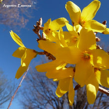 Load image into Gallery viewer, Forsythia Flower Remedy