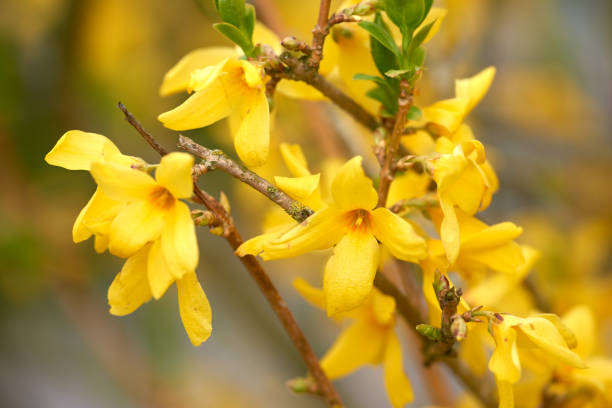Forsythia Flower Essence