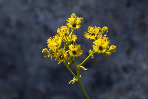 Fringed Rue Flower Remedy