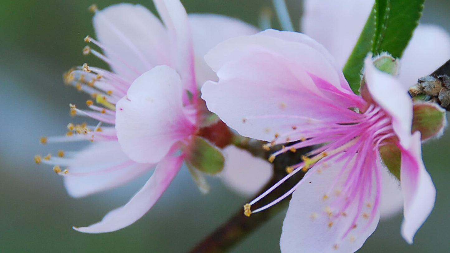 Amygdalus Flower Essence