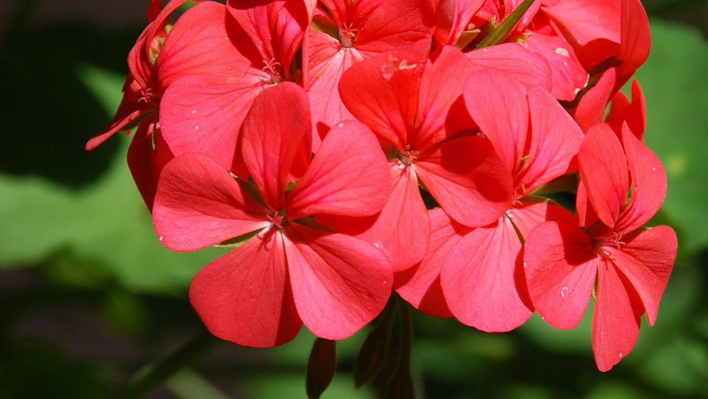 Gerânio Flower Remedy From Brazil