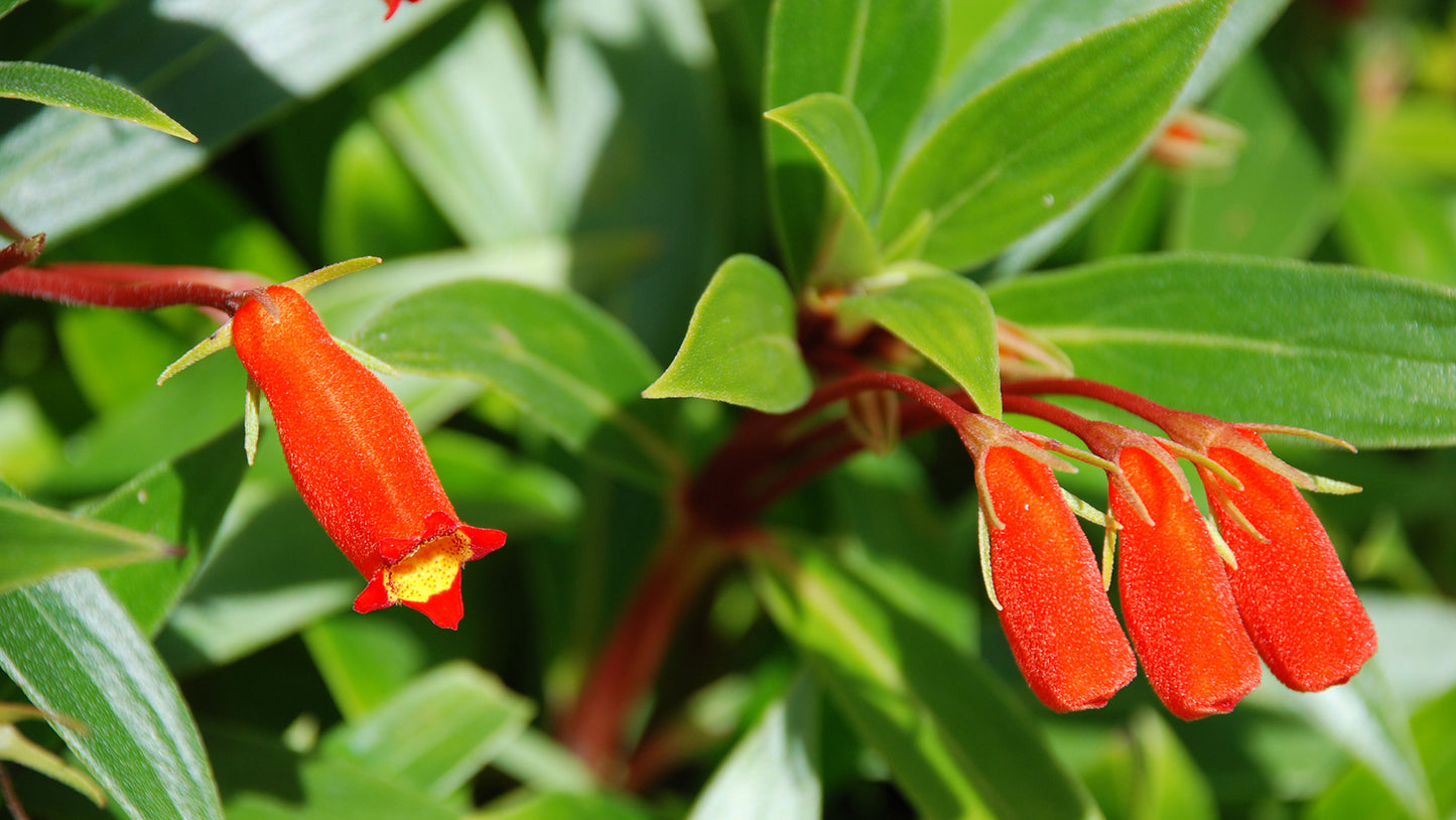 Gloxina Flower Essence from Brazil