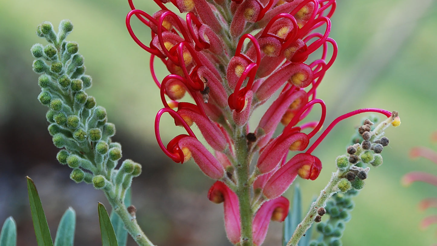 Grevilia Flower Remedy