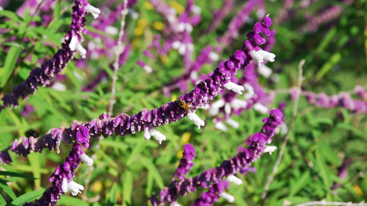 Pectus Flower Remedy from Brazil