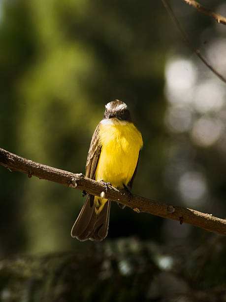Great Kiskadee Animal remedy