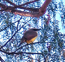 Load image into Gallery viewer, Great Kiskadee Animal remedy