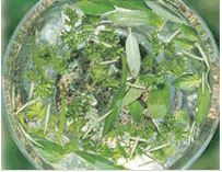 Load image into Gallery viewer, Green Australian Bush Essences