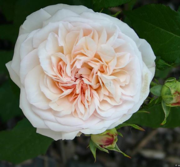 Gruss an Aachen Flower Remedy
