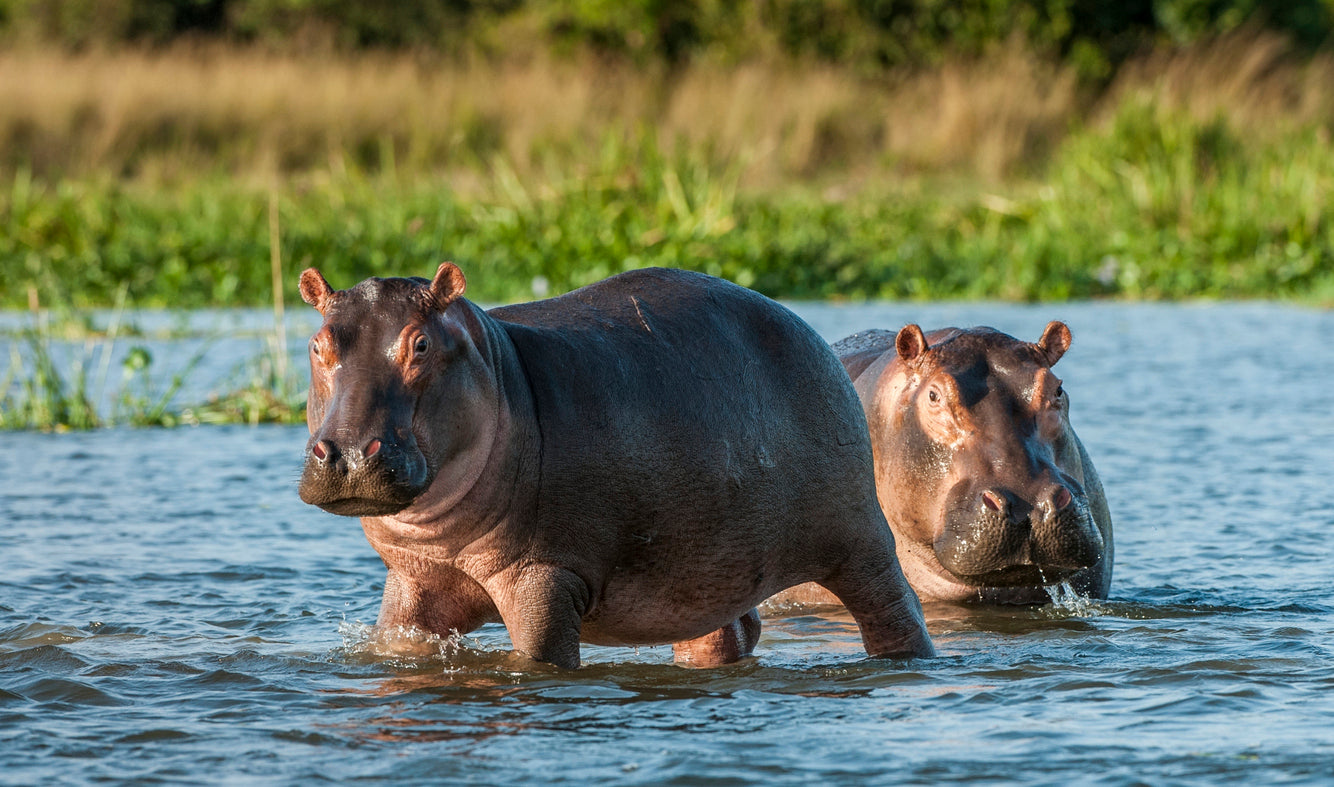 Hippopotamus Animal Essence Vibrational Remedy