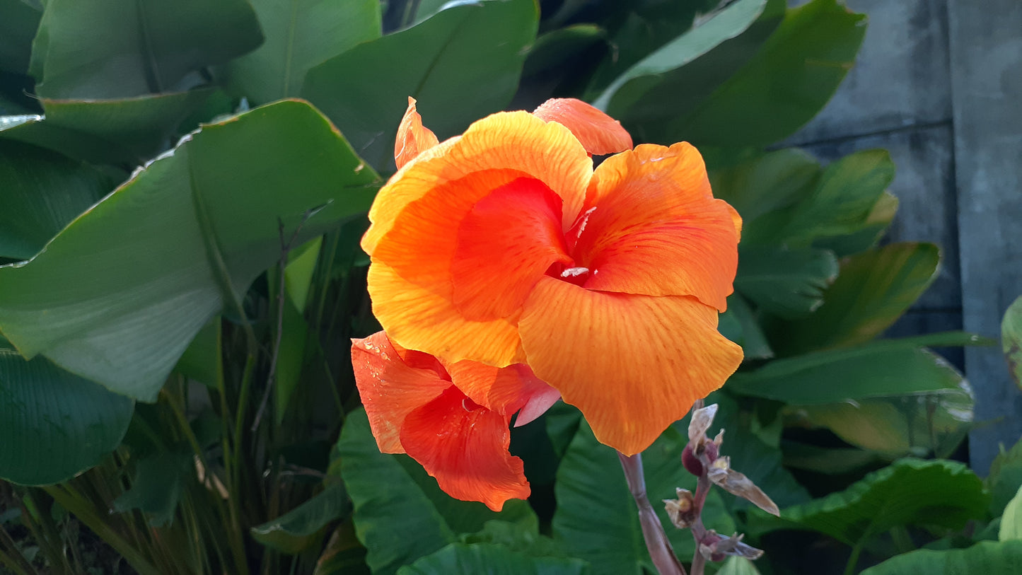 Orange Canna Lily Flower Remedy
