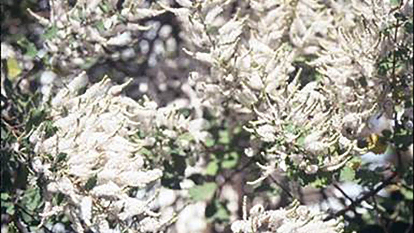 Incensum Flower Essence